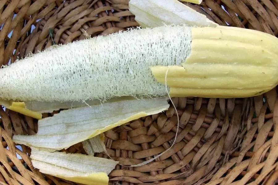 Mướp xơ