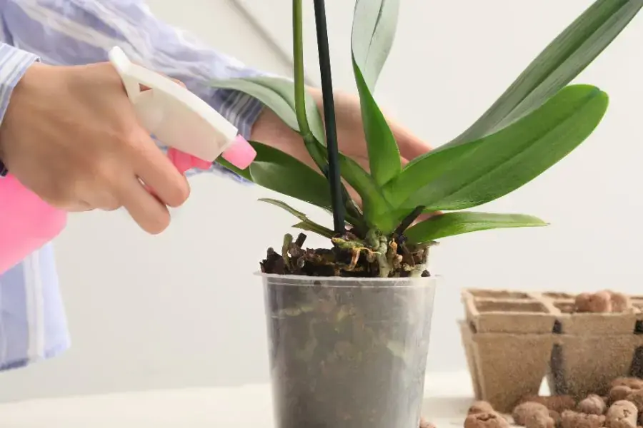 Lan cần 13 dinh dưỡng thuộc các nhóm đa lượng, vi lượng và khoáng chất. 