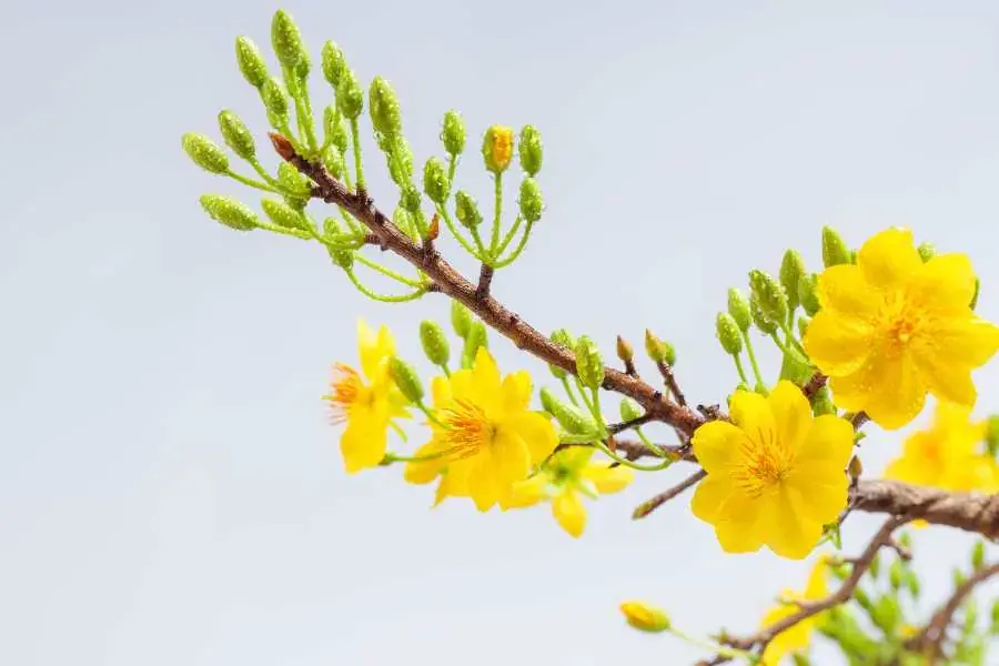 Sử dụng nhành mai, nhành đào giả cho việc trang trí tết ngoài trời.