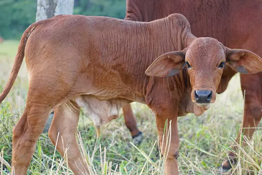 Thịt của bê con có giá trị dinh dưỡng rất cao