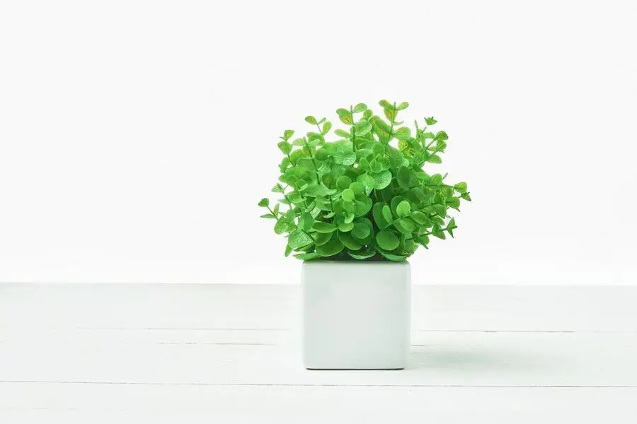 Chậu cây may mắn để bàn sẽ giúp người nhận cảm thấy thoải mái.