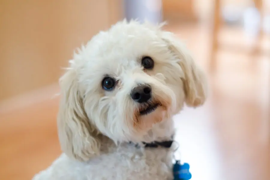 Kiểu lông tạo hình gấu bông tăng x1000 lần vẻ đáng yêu cho chú chó Poodle.