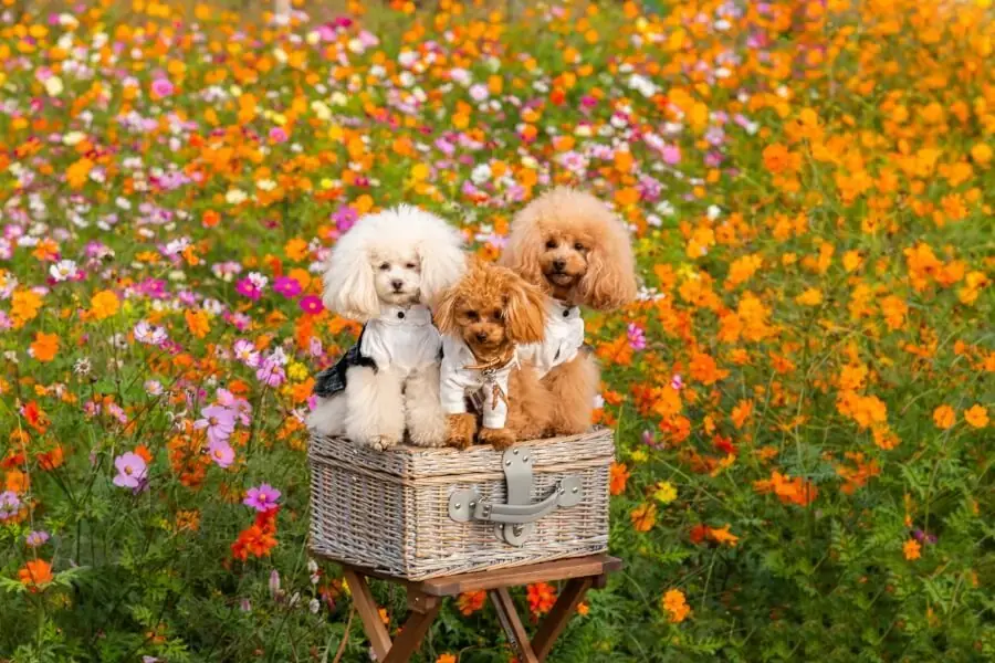 Người ta thường dùng Poodle Toy để lai với các giống chó nhỏ khác.
