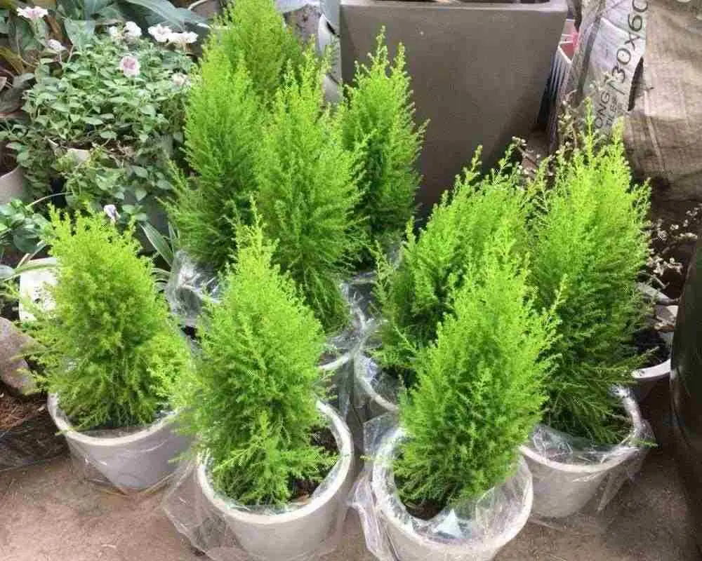 Cách chăm sóc cây tùng thơm: Đặt cây tùng chanh ở nơi râm mát, ánh nắng không quá gay gắt.