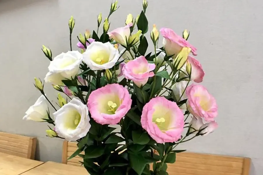 Bày biện phòng khách với bình hoa cát tường