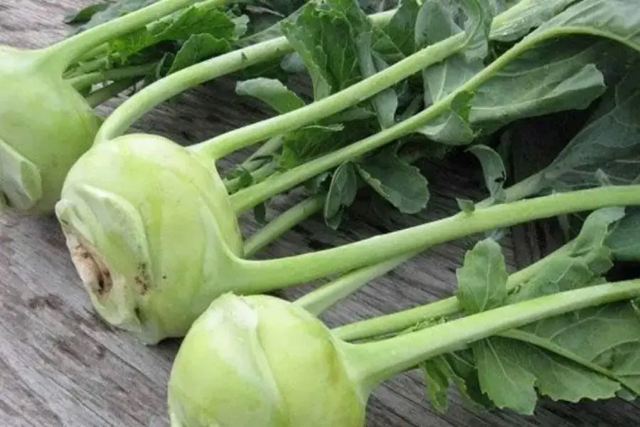 Cuống củ su hào