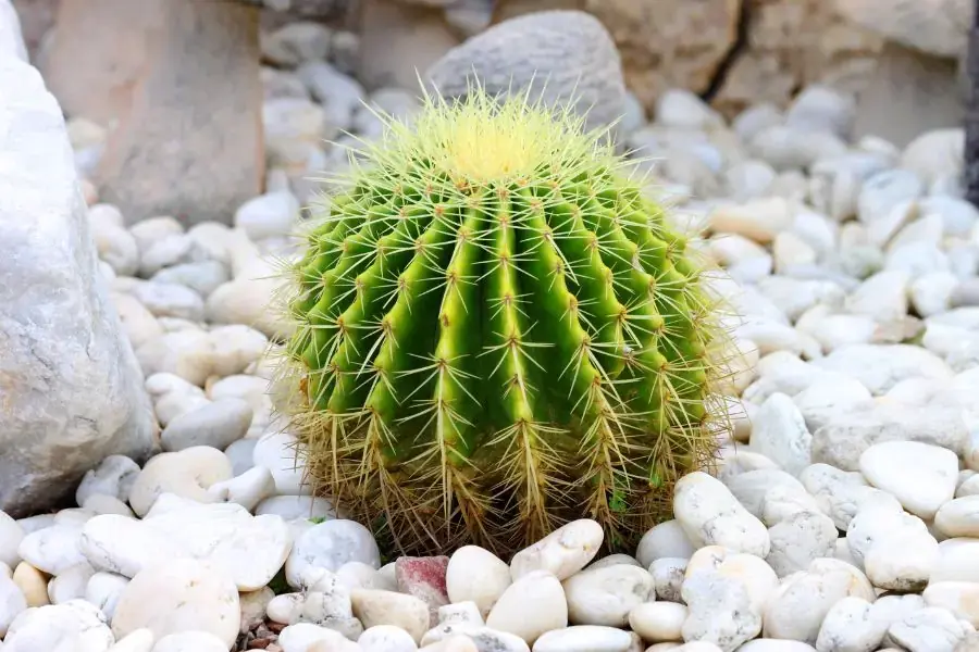 Cây Xương rồng tròn, nhiều gai nhọn.