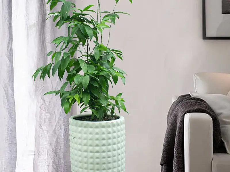 Khi trồng cây trúc Nhật cao hơn, hãy hỗ trợ cây bằng cách cắm thêm một cọc để tránh cây bị gãy đổ.