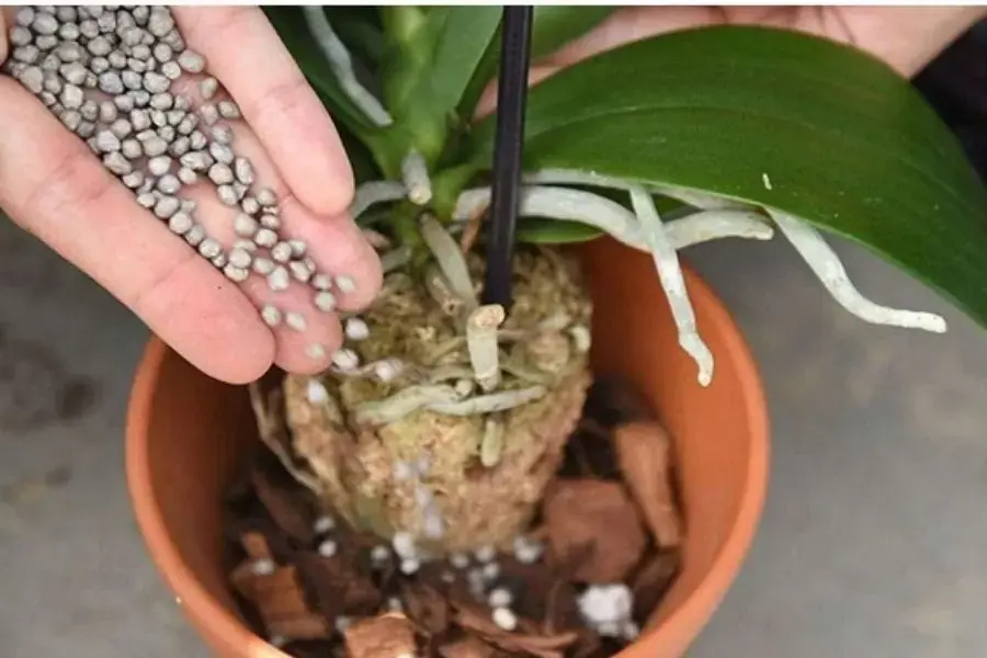 Sử dụng phân bón NPK cho cây lan kiếm.