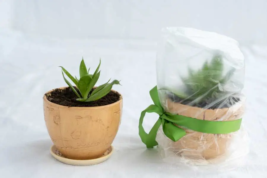 Làm nhà kính bằng túi nilon