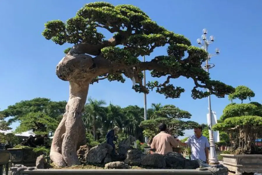 Cây hoàng anh ưa sáng nên hãy đặt cân ở vị trí dễ lấy ánh sáng.