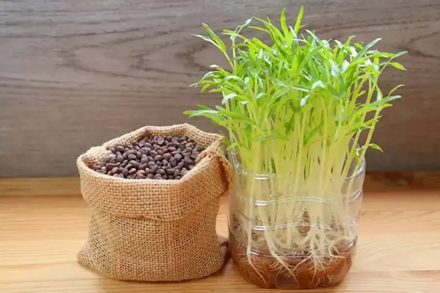 Pha chế dung dịch thủy canh theo theo tỷ lệ của nhà sản xuất được in trên bao bì.