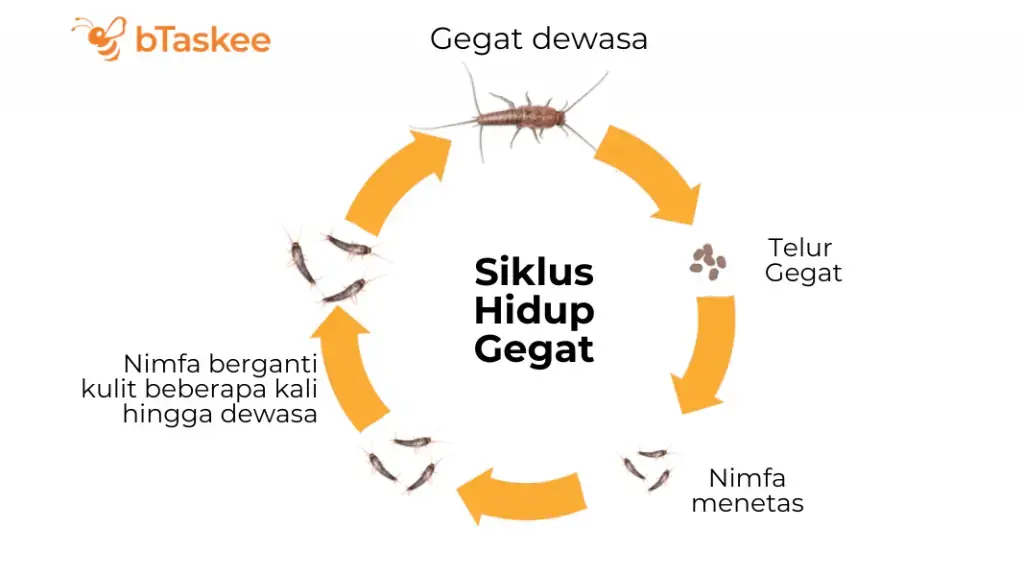siklus hidup gegat