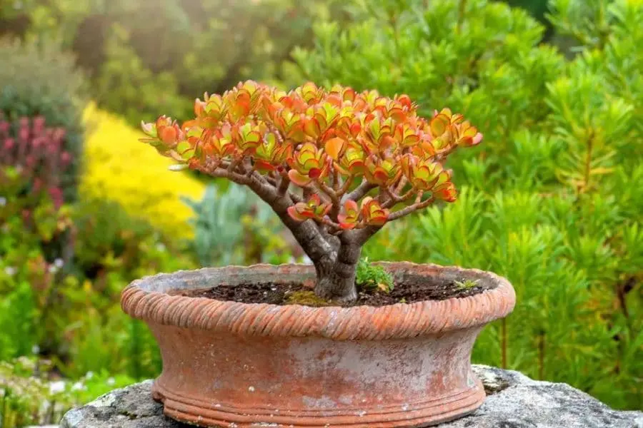 Ngọc bích là một món quà tặng ý nghĩa.