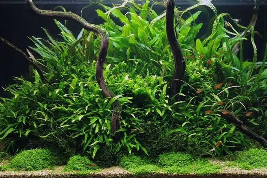 Dương xỉ thường được trồng thủy sinh trong bể cá.