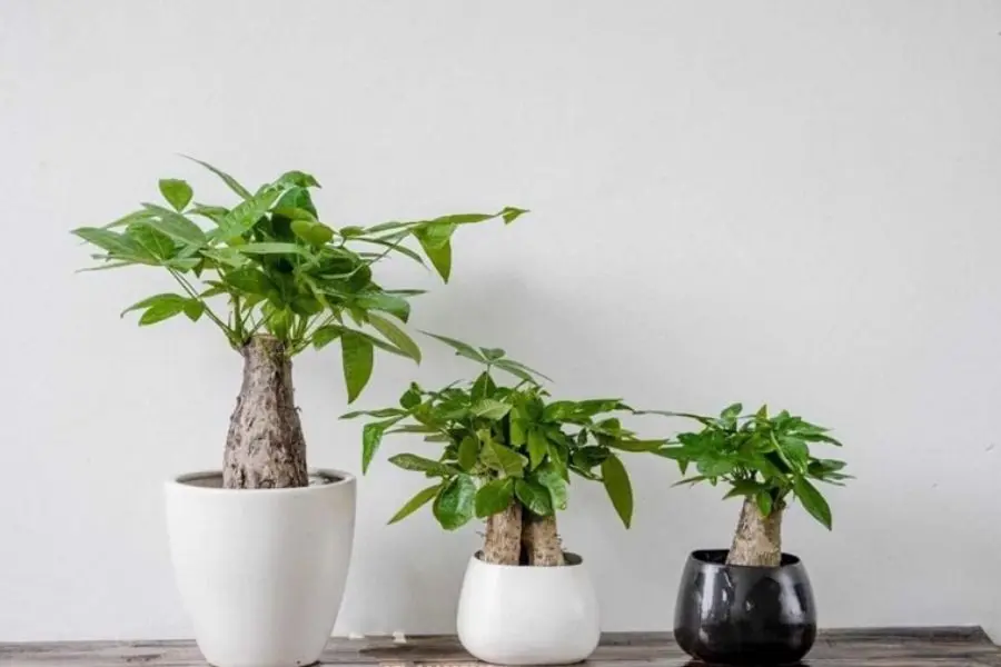 Món quà sang trọng cho sếp hoặc đối tác.