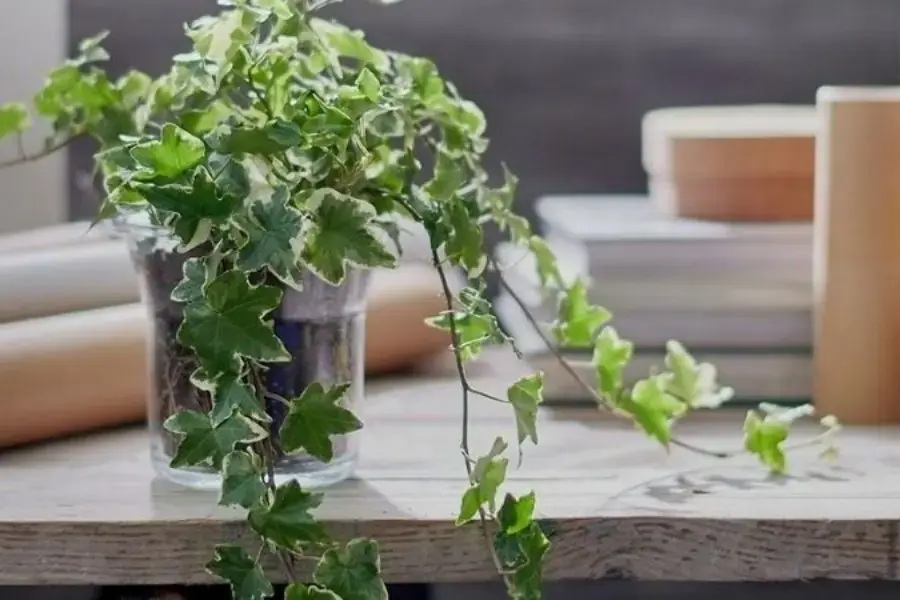 Cây thường xuân được mệnh danh là “người hùng thầm lặng” với khả năng diệt vi khuẩn vô cùng hiệu quả