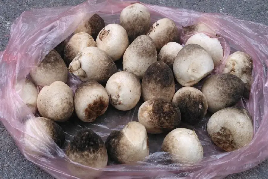 Nên chọn những cây nấm còn nguyên vẹn