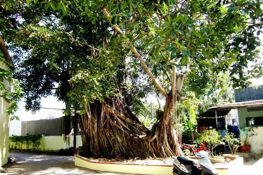 Cây si mọc phổ biến tại các vùng núi đá.