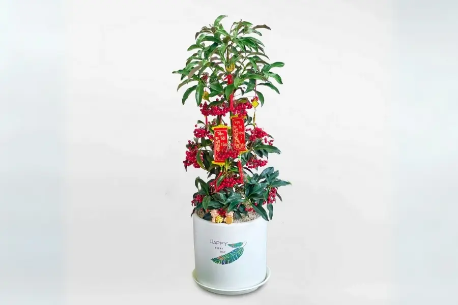 Trang trí cây cảnh bằng những phụ kiện treo để trông bắt mắt hơn.