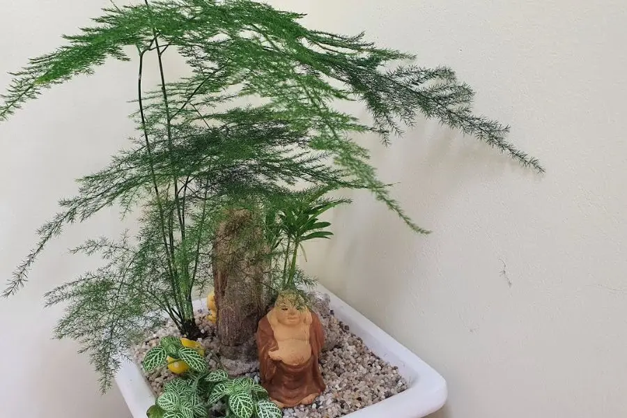 Cây thủy tùng tách bụi nhỏ trồng tại nhà.