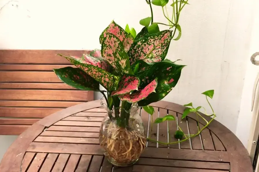 Thường xuyên chăm sóc thay nước và cho cây phơi nắng mỗi tuần