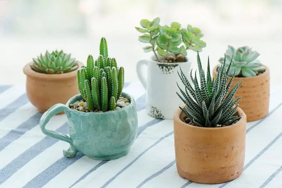 Đảm bảo nhiệt độ môi trường ổn định cho cây xương rồng
