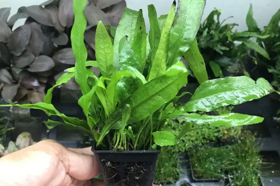 Dương xỉ Java thường được gắn lên cá giá thể như viên đá, gốc lũa.