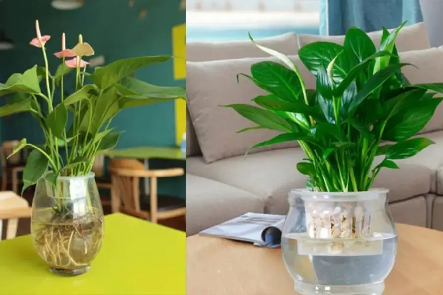 Có rất nhiều yếu tố ảnh hưởng đến sự sinh trường và phát triển của cây thủy sinh như chất dinh dưỡng, độ mặn, độ sâu,...