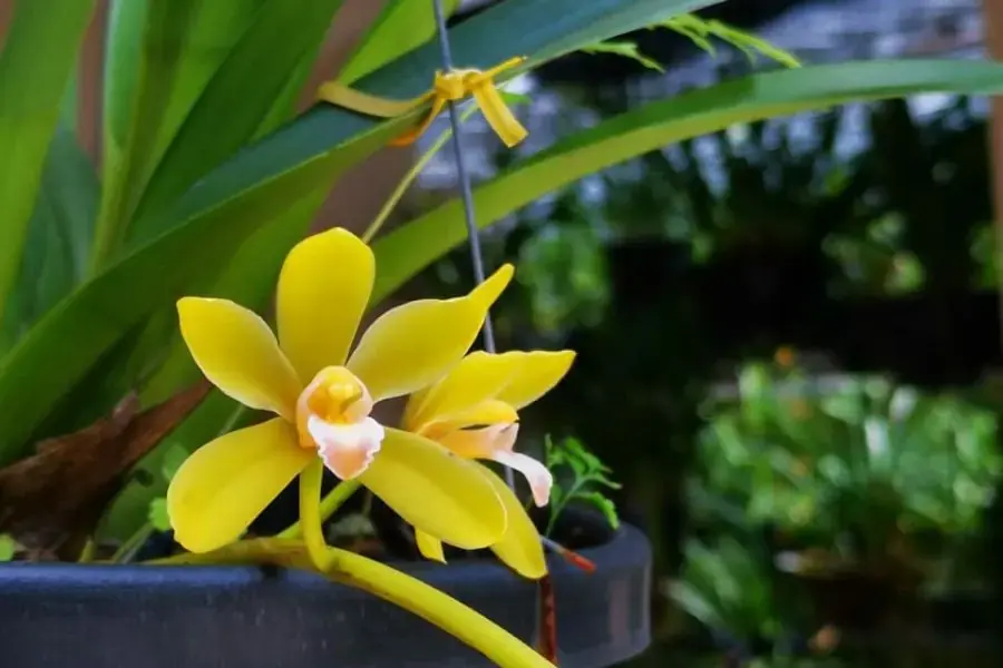 Lan kiếm Hoàng Long hay còn gọi là Lan kiếm Phan Trí.