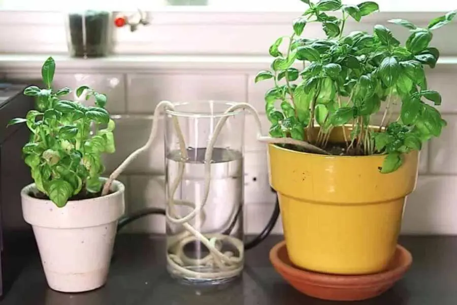 Làm hệ thống tưới nước nhỏ giọt bằng dây và chai nước