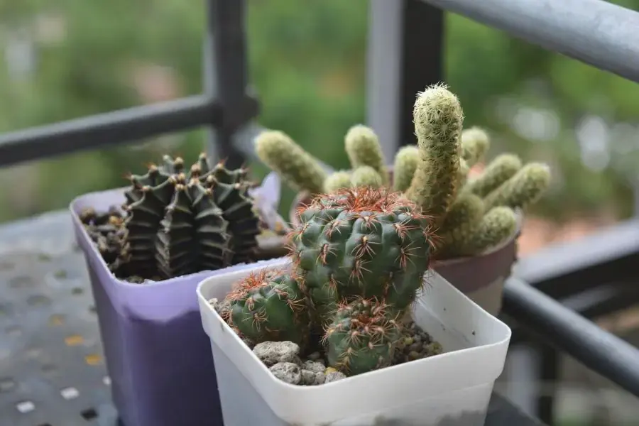 Chú ý chọn chậu phù hợp để trồng Xương rồng.