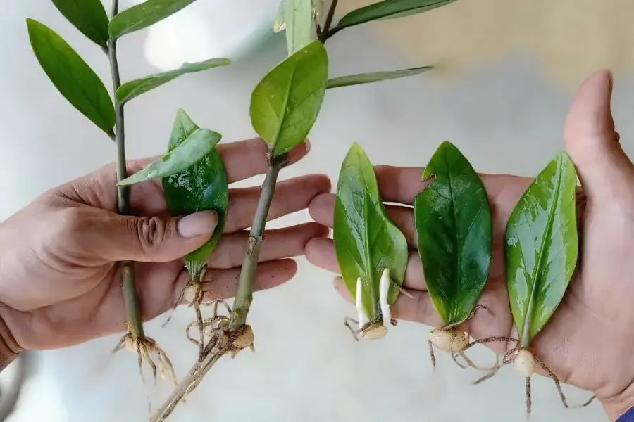 Nhân giống cây kim tiền mới từ lá hoặc cành con