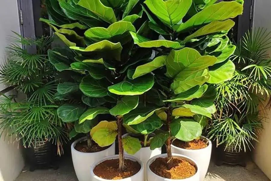 Lá của loại bàng này có dạng bầu dục và tán lá to