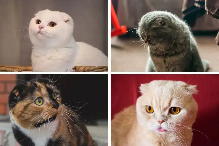 Mèo tai cụp có màu lâu khá đa dạng như trắng, xám, vàng, tam thể,...