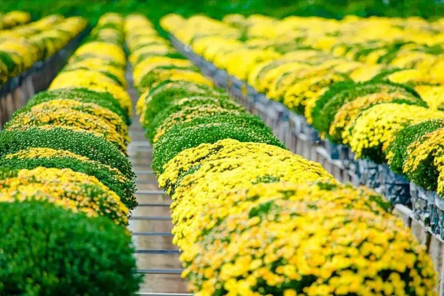 Hoa cúc mâm xôi được trưng trong ngày Tết.