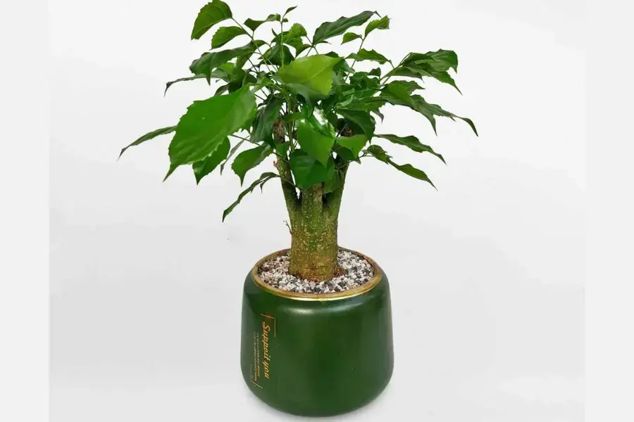 Tưới nước cho cây đều đặn hàng ngày.