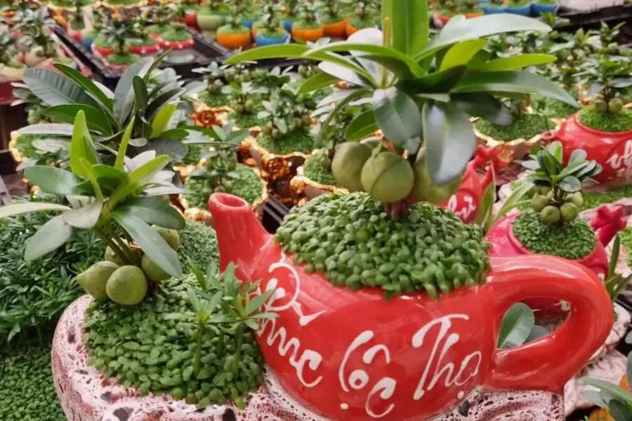 Cây tài lộc có tác dụng trang trí và lọc không khí tốt.