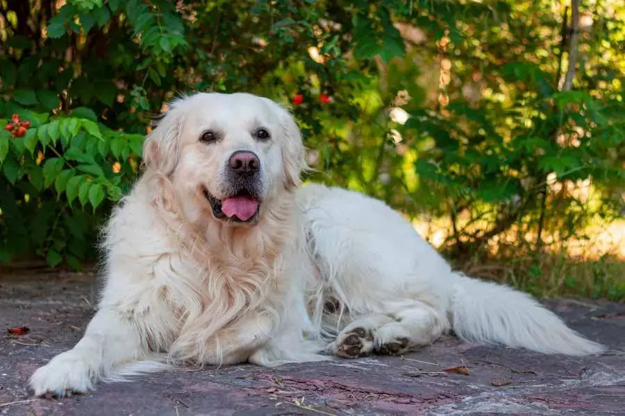 Golden Retriever là loài cảnh khuyển từ nước Anh có nguồn gốc từ nhiều giống chó.