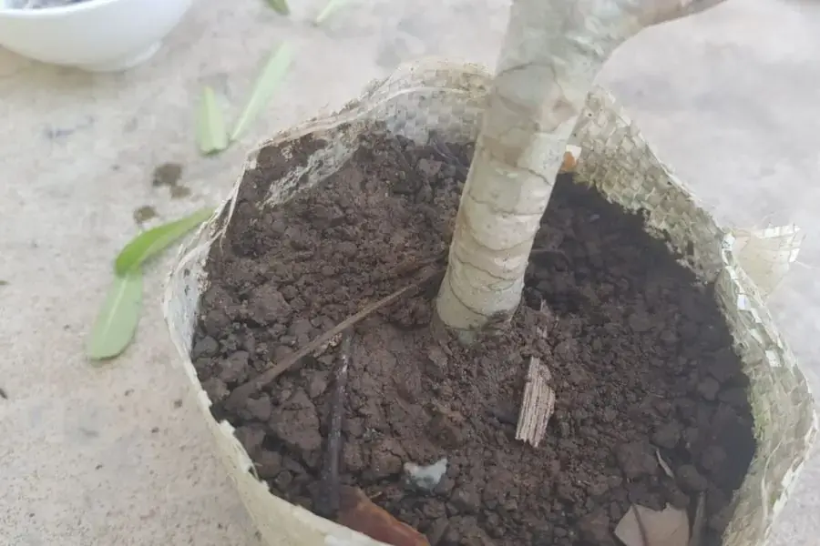 Trồng cây hoa sứ vào đất
