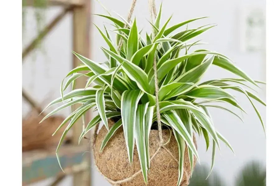 Cây dây nhện hay cây lan chi được mệnh danh là nhà vô địch lọc không khí