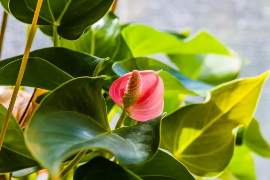 Hồng Môn hồng đằm thắm.