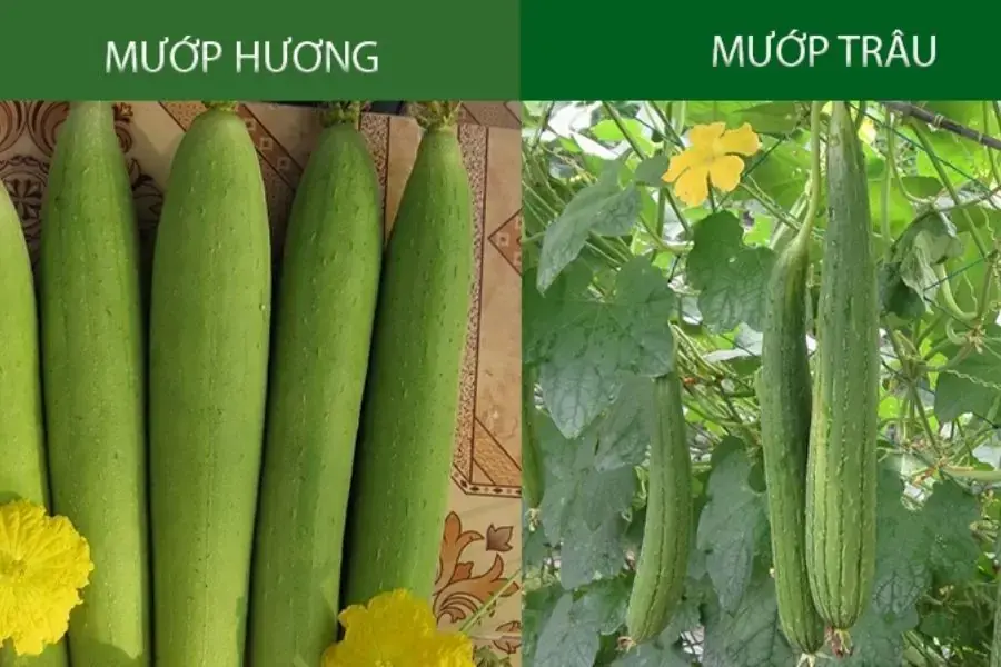 Phân biệt mướp hương và mướp trâu