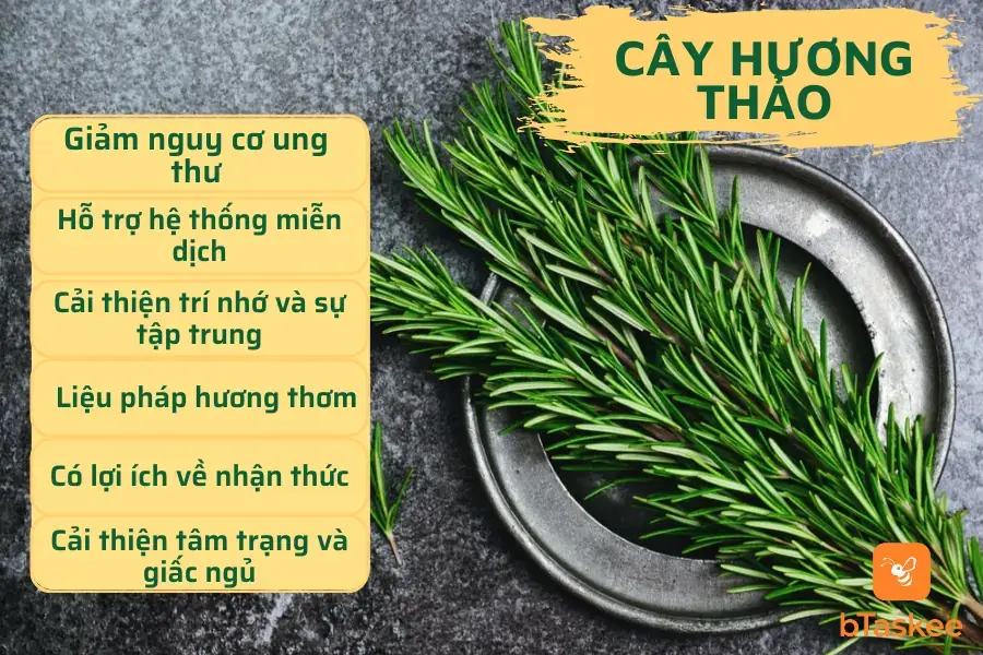 Các lợi ích sức khỏe của lá hương thảo