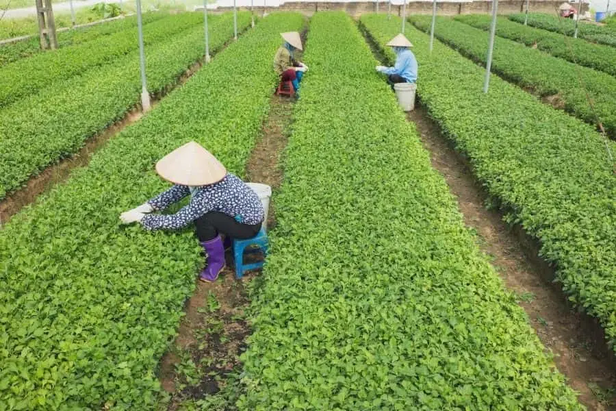 Mẹ làm đồng, nhặt rau, nhổ cỏ bán mặt cho đất bán lưng cho trời.