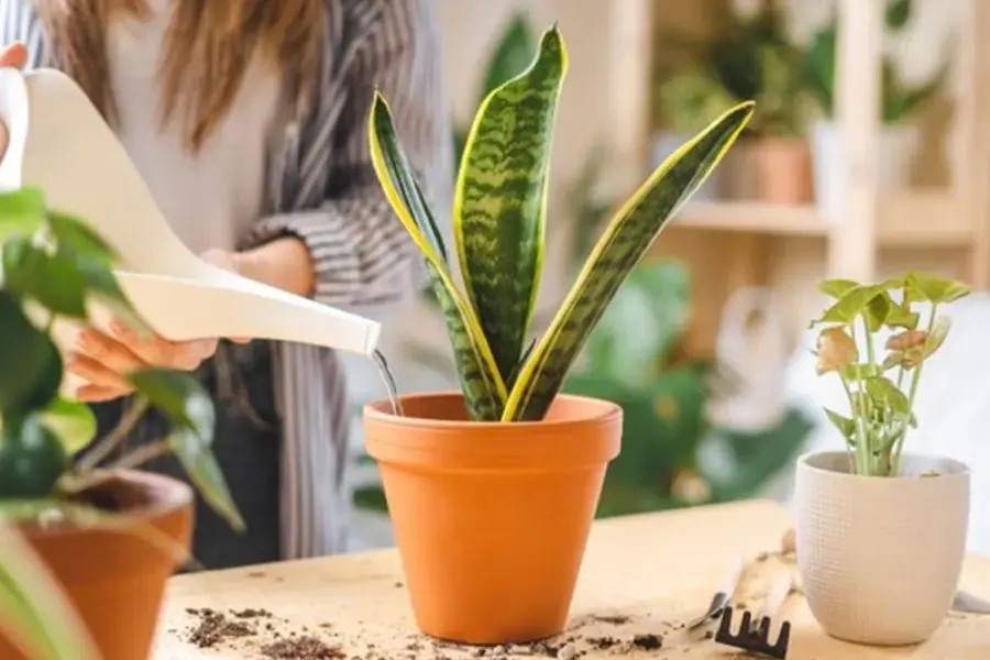 Chỉ nên tưới nước cho cây lưỡi hổ 1 tuần/lần