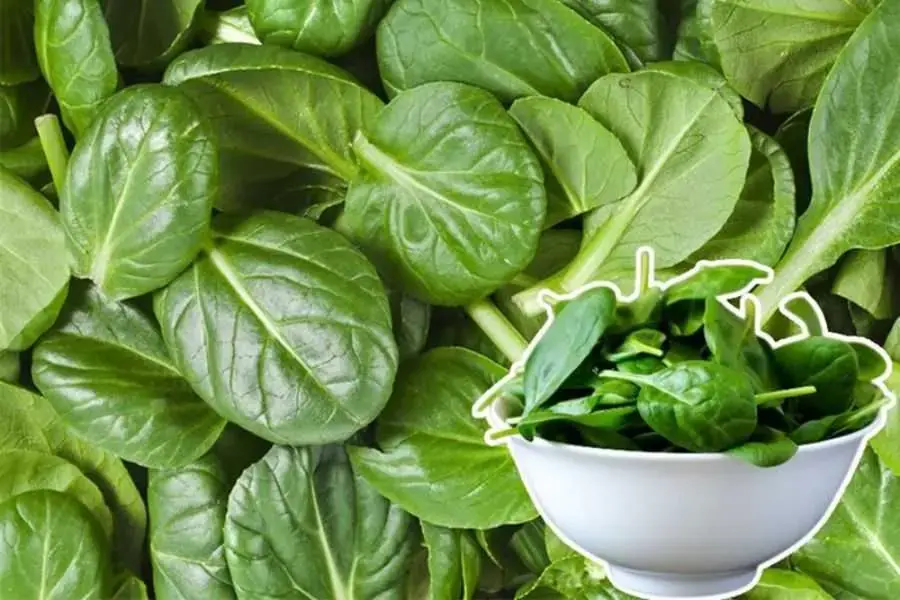 Rau Bina là một trong những loại rau giàu chất chống oxy hóa.
