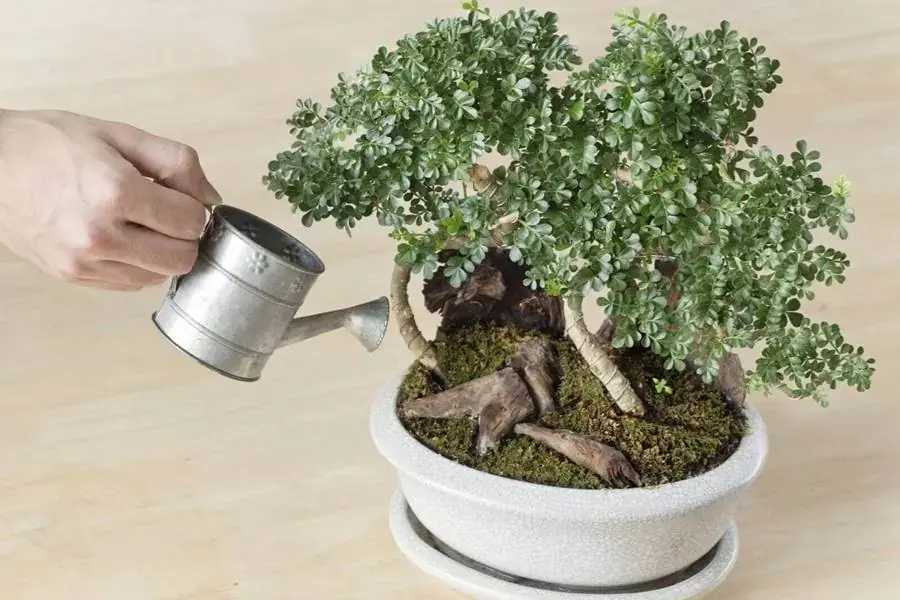 Tưới nước ở lượng vừa đủ cho cây si.