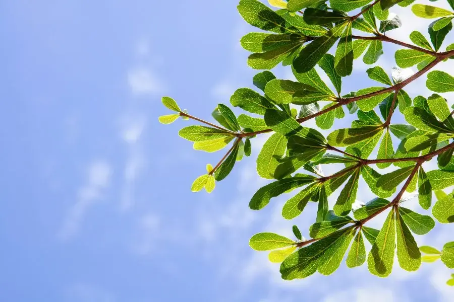 Lá cây bàng đài loan xòe như cánh quạt.