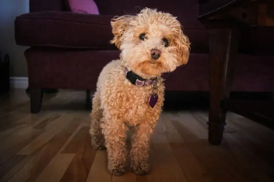Chăm sóc chó Poodle bằng cách tạo ra một môi trường sống thoáng mát và chọn thức ăn phù hợp.
